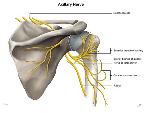 Axillary Nerve Pathway