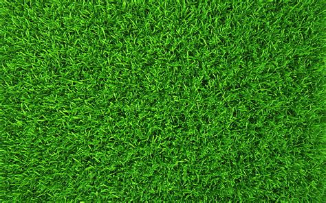 Hd Grass Wallpapers Peakpx