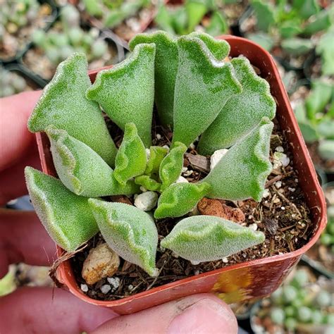 Adromischus Cristatus Crinkle Leaf Plant Rooted In Paradise