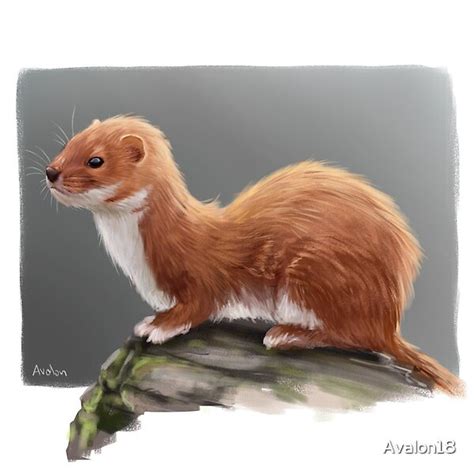 A Cute Little Weasel Animal Drawings Creature Art Drawings