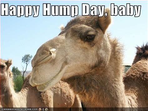18 Best Funny Hump Day Animal Pictures Funny Pictures