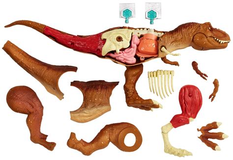 Buy Jurassic World Toys Mattel Stem Tyrannosaurus Rex Anatomy Kit Online At Desertcartindia