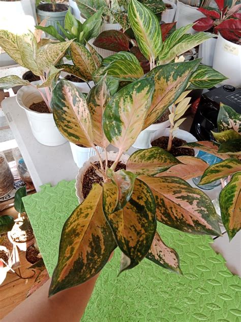 Aglaonema Yellow Sutra Cochin With Baby On Carousell