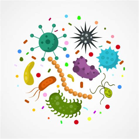 Microbiome Illustrations Royalty Free Vector Graphics And Clip Art Istock