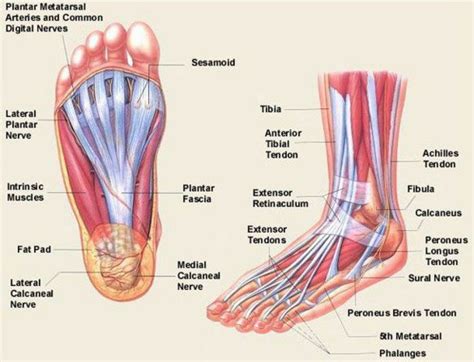 Pin By Ryan A Castillo On Anatomy Reference Foot Anatomy Muscle Anatomy Anatomy