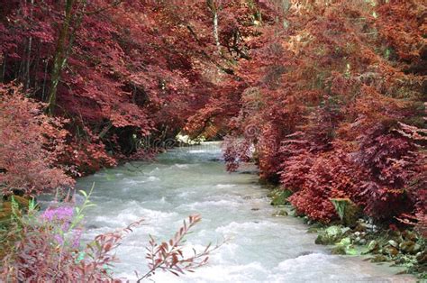 Beautiful Waterfall With Trees Red Leaves Rocks And Stones In Autumn