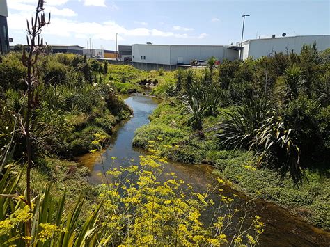 South Auckland urban stream set for regeneration | OurAuckland