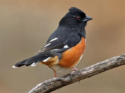 Winter Backyard Birds — South Carolina Wildlife Federation