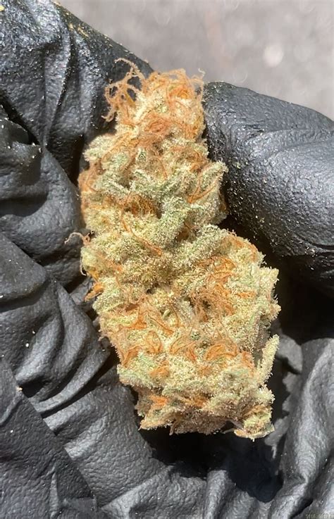 Phase (Cosmic Wisdom) :: Cannabis Strain Info