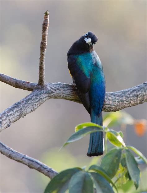 Beautiful Blue Birds Of Belize Eyelovebirds