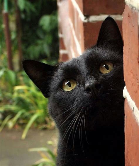 Cats Catzen With Images Black Cat Cats Crazy Cats