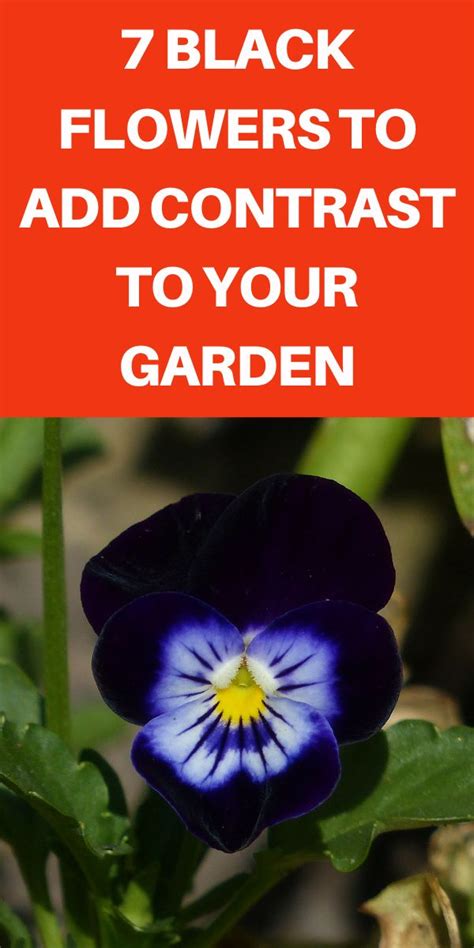 7 Black Flowers To Add Contrast To Your Garden Gardening Sun In 2020