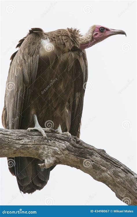 Hooded Vulture Posing From Side Stock Image Image Of Feather Side