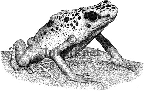 It warns potential predators that the frogs are poisonous. poison dart frog realistic drawings - Google Search (With ...