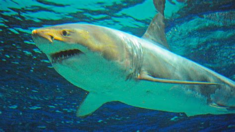 Japan Aquarium Presents Great White Shark