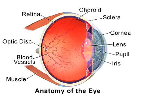 Eye Anatomy Diagram Parts And Functions Lesson