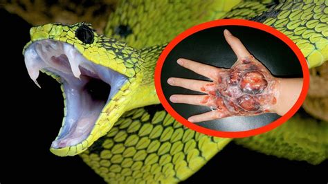 Top 10 Most Poisonous Snakes In The World Randomfunfacts