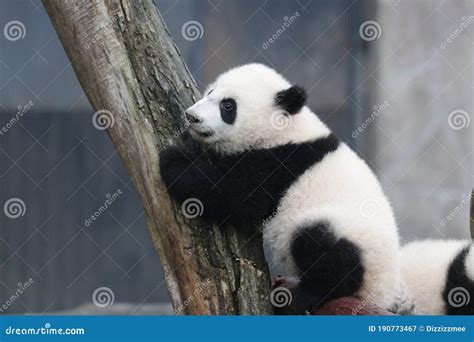 Cute Fluffy Baby Panda On The Playground Stock Image Image Of
