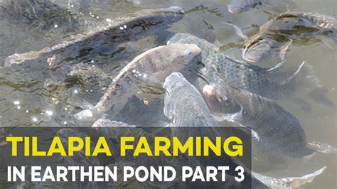 Tilapia Fish Farming