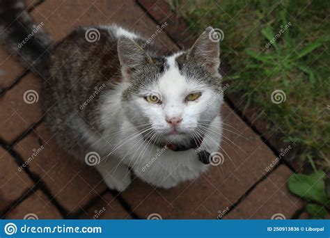 A White Gray Cat Looks Up A Cat Waiting For Its Food Stock Photo