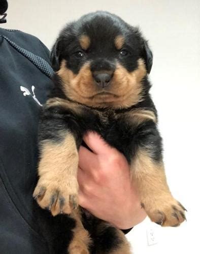 Learn about our available puppies and more. Rottweiler Puppy for Sale - Adoption, Rescue for Sale in Brooklyn, New York Classified ...