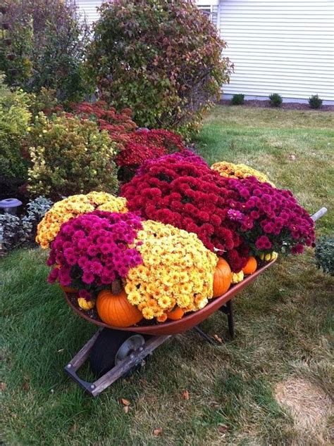 Wheelbarrow Full Of Mums Pumpkins And Gourds In Front Of