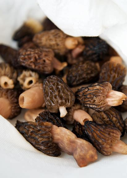 Fried Morel Mushrooms Recipe Use Real Butter