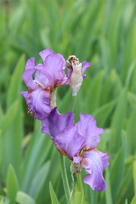 11 Background Bunga Iris Gambar Bunga Indah