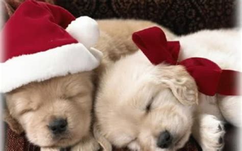 Christmas Puppy Puppies Wallpaper 15897189 Fanpop