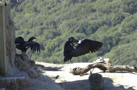 Condorul Californian Gymnogyps Californianus Cea Mai Mare Pasăre Din