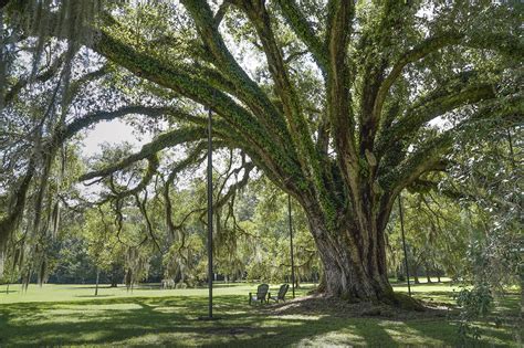 Explore Louisianas Giant Live Oak Trees The Heart Of Louisiana