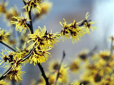 One of the biggest motivations to adopt a more nutritious diet is the desire to improve skin health. Witch Hazel For Skin Care | Dr. Weil's Herbal Remedies
