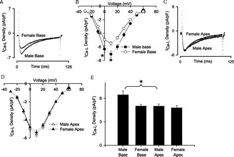 Sex Age And Regional Differences In L Type Calcium Current Are Hot Sex Picture