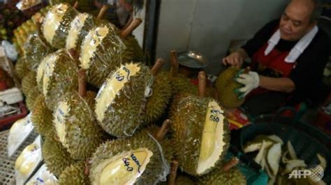 Durian musang king merupakan tanaman tropis yang hidup di asia tenggara yang sangat terkenal oleh kalangan masyarakat indonesia maupun luar negri. Virus Corona Covid-19 Sebabkan Harga Durian Musang King di ...