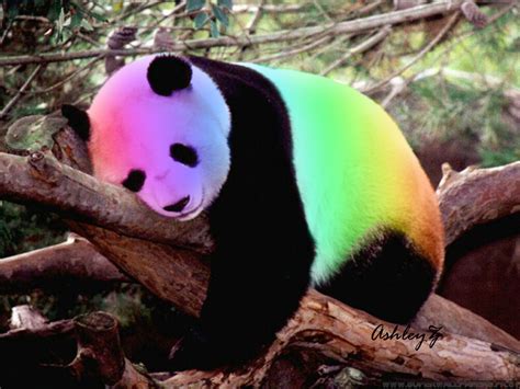 Colourful Panda By Ashz1234 On Deviantart