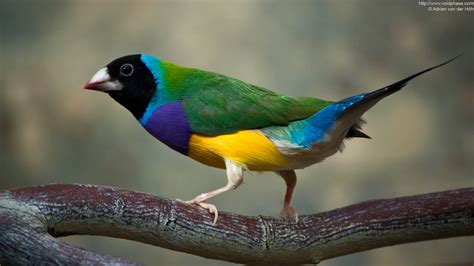 15 Amazing And Beautiful Bird Photos