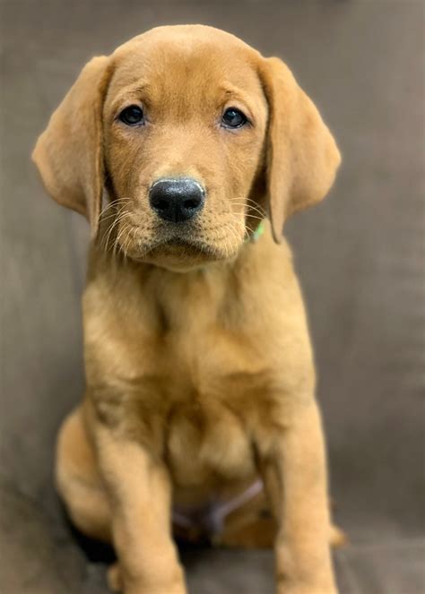 Fox Red Lab Puppies For Sale Wi2 Balsam Branch Kennel