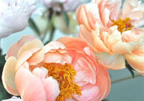 500 Peony Pictures Hd Download Free Images And Stock Photos On