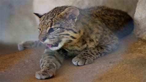 South American Wildcat Guia De Fauna Rutachile