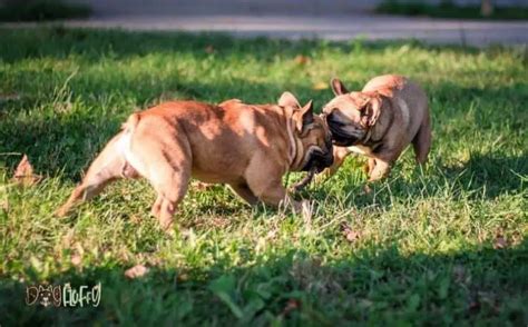 French Bulldog Aggression Biting 6 Very Important Facets Dog Fluffy