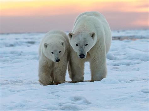 International Polar Bear Day Brings Awareness To Global Warming And