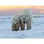 International Polar Bear Day Brings Awareness To Global Warming And 