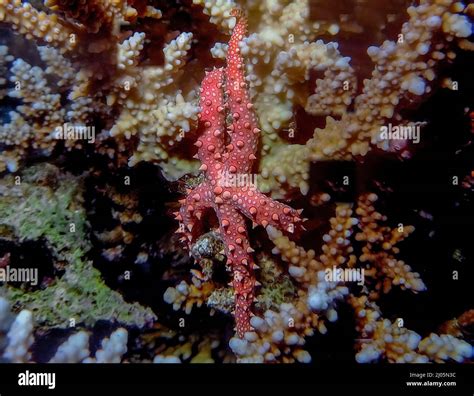 An Egyptian Sea Star Gomophia Egyptiaca In The Red Sea Stock Photo