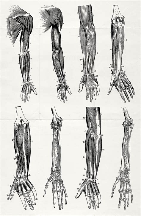 76 Vintage Anatomy Illustrations Design Cuts