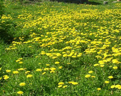 Сахарный диабет питание и диета Сахарный диабет Народные средства Сахарный диабет Народные средства Сахарный диабет питание и диета