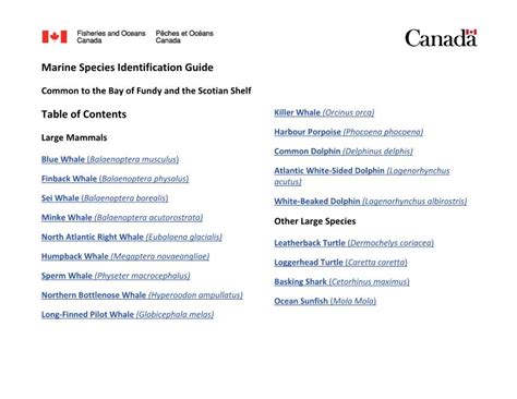Marine Species Identification Guide Common To The Bay Of Fundy And