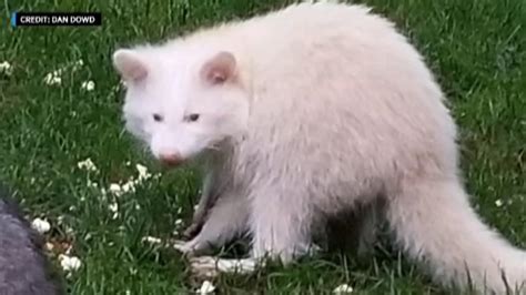 New York Man Spots Rare Albino Raccoon In Backyard Abc7 San Francisco
