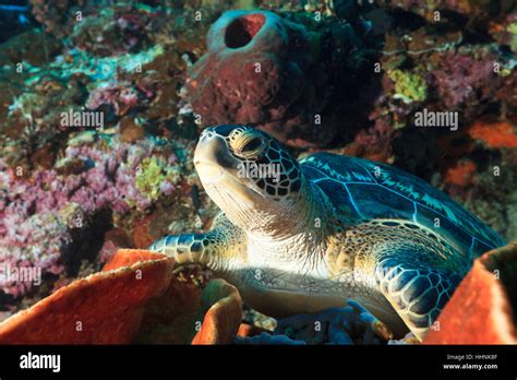 Underwater Tropical Turtle Landscape Scenery Countryside Nature Diving Stock Photo Alamy