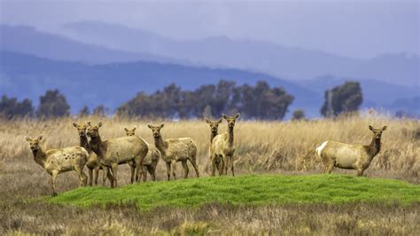 Each habitat attracts a special kind of wildlife. Tule Elk | I visited the Grizzly Island Wildlife Area at ...