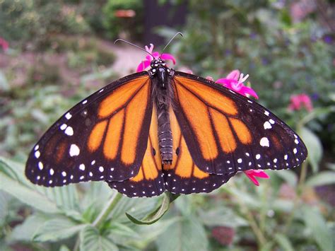Colorful Butterfly Free Photo Download Freeimages